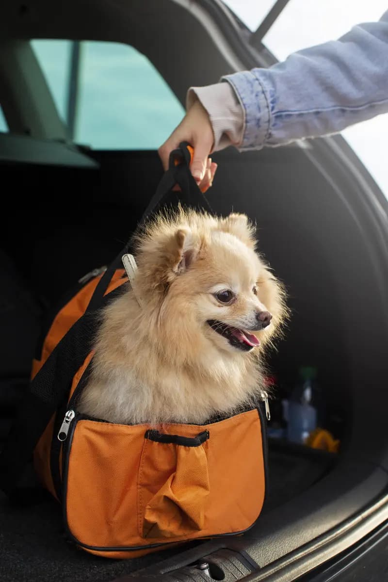 Pet Travel details